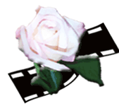 pale pink rose with filmstrip