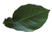 green leaf
