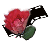 red rose with filmstrip